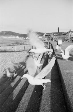 Image thumbnail